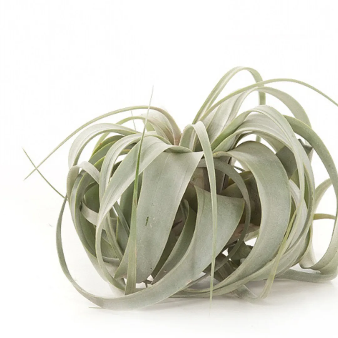 Tillandsia verzorging