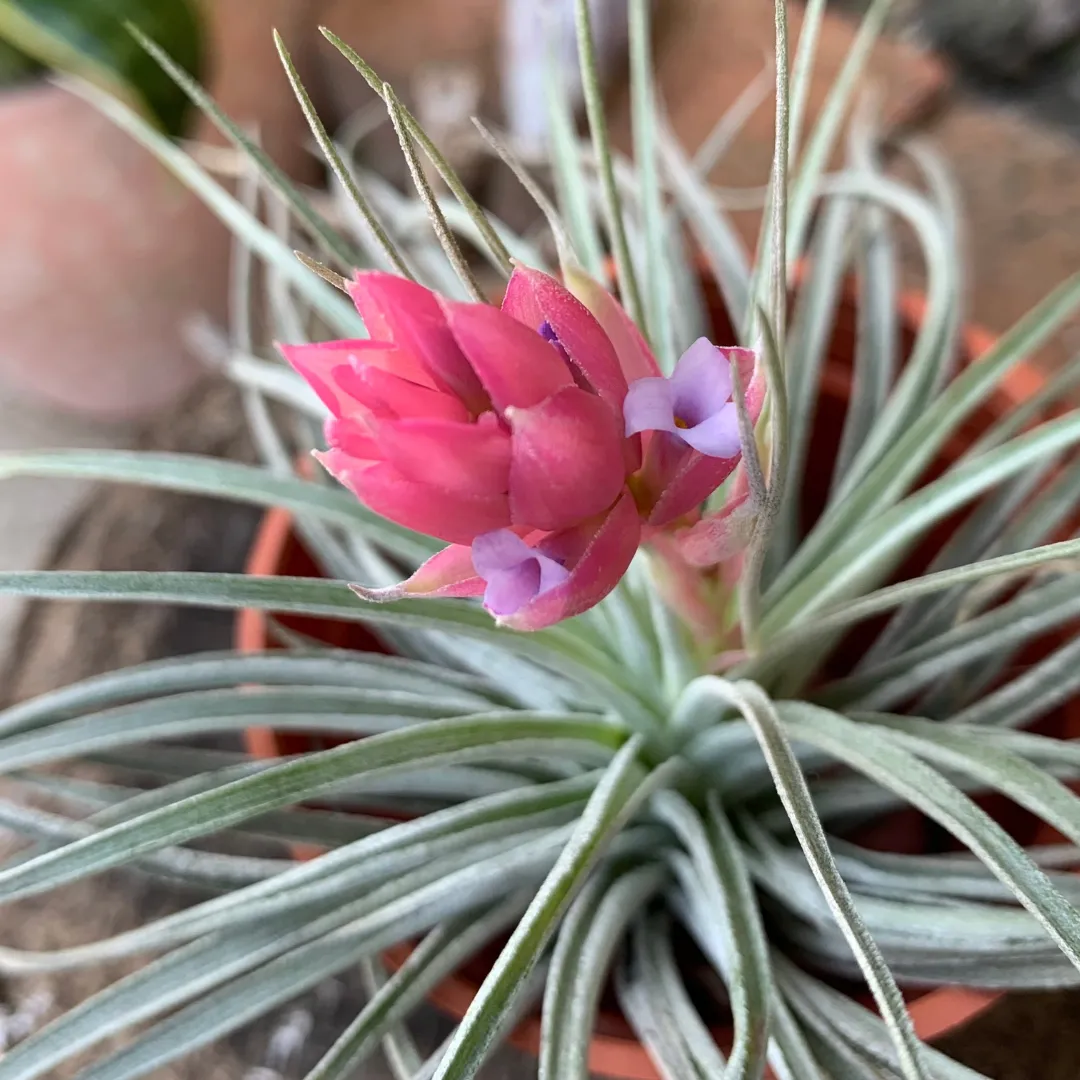 Tillandsia bloei