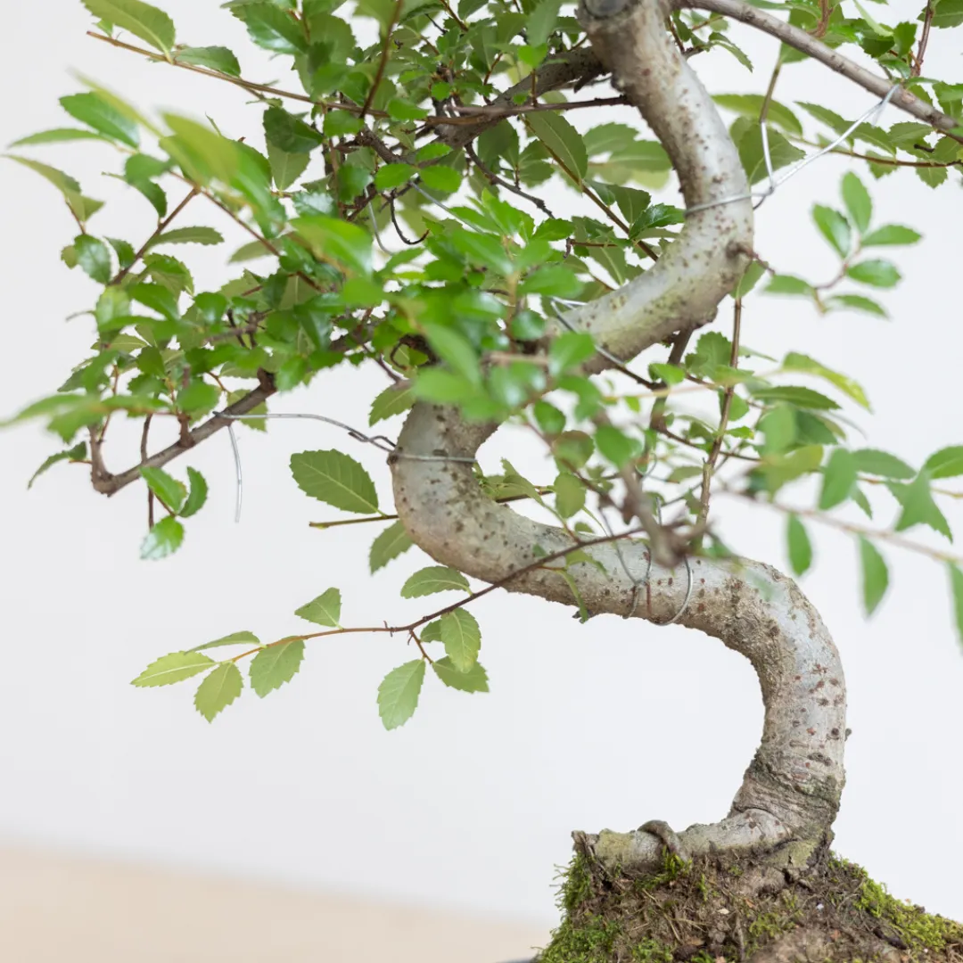 bonsai snoeien