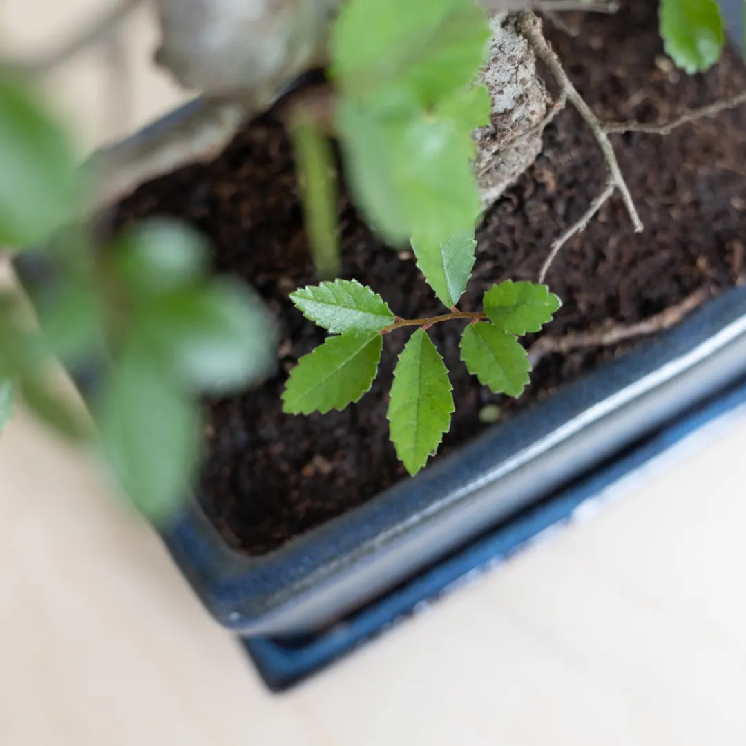 Bonsai verzorging