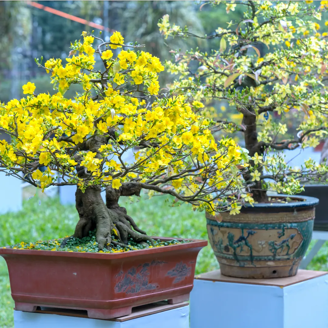 bonsai bloei bloemen