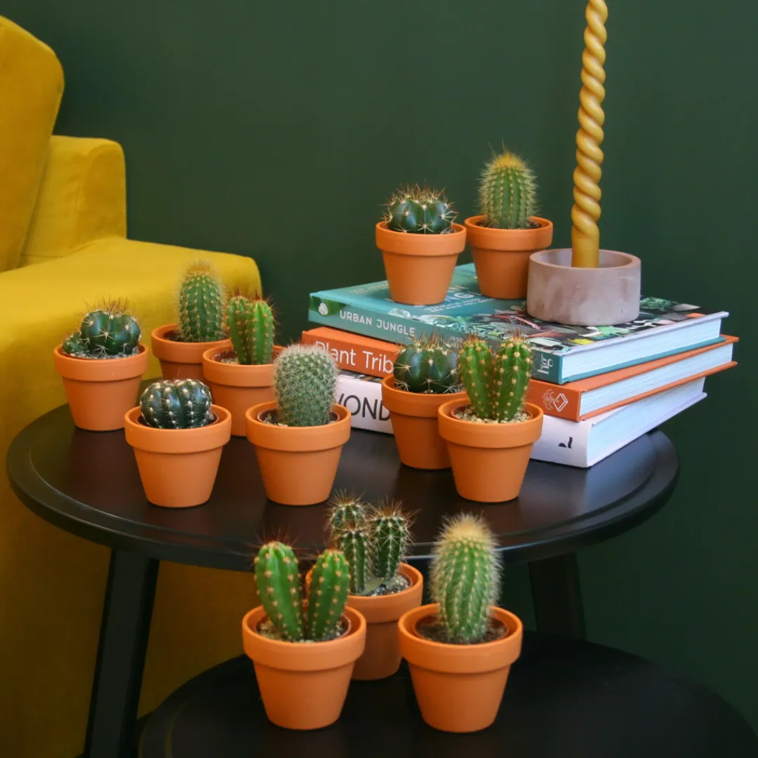 Cactus soorten