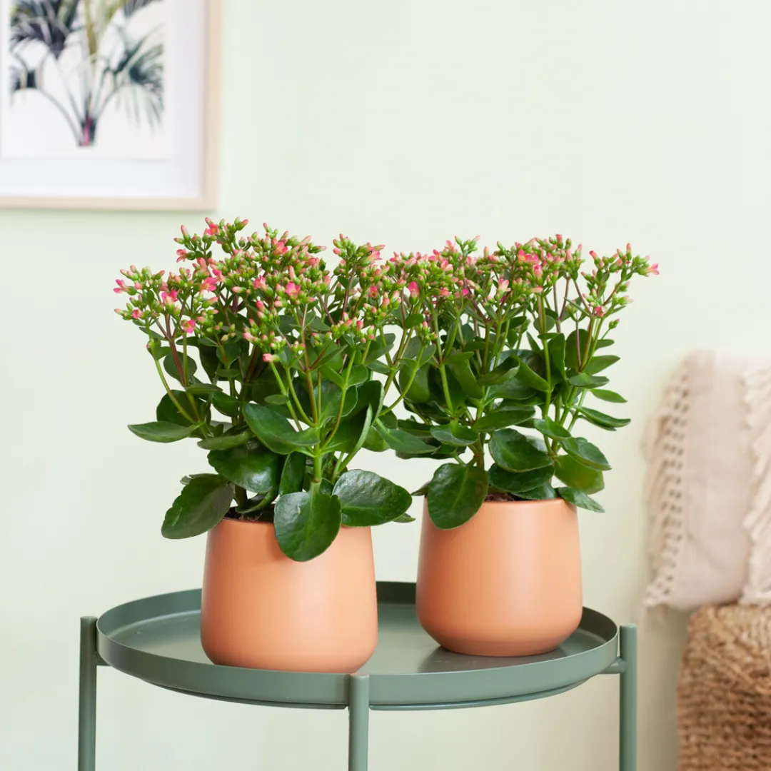 Kalanchoe verpotten