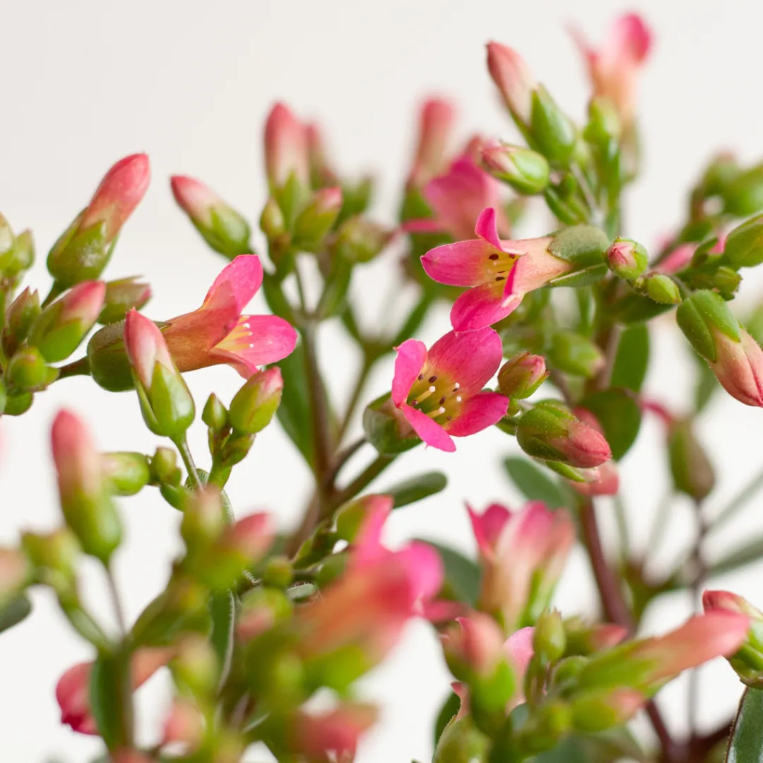 Kalanchoe verzorging