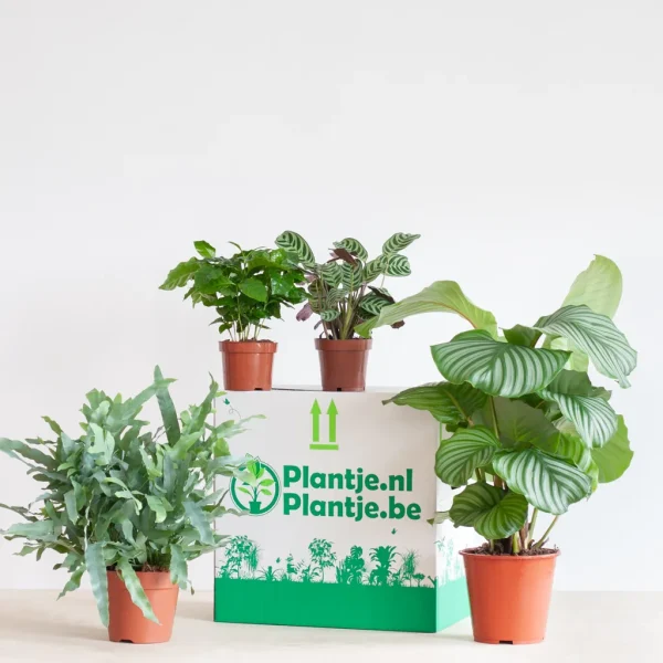 Diervriendelijke Plantenbox