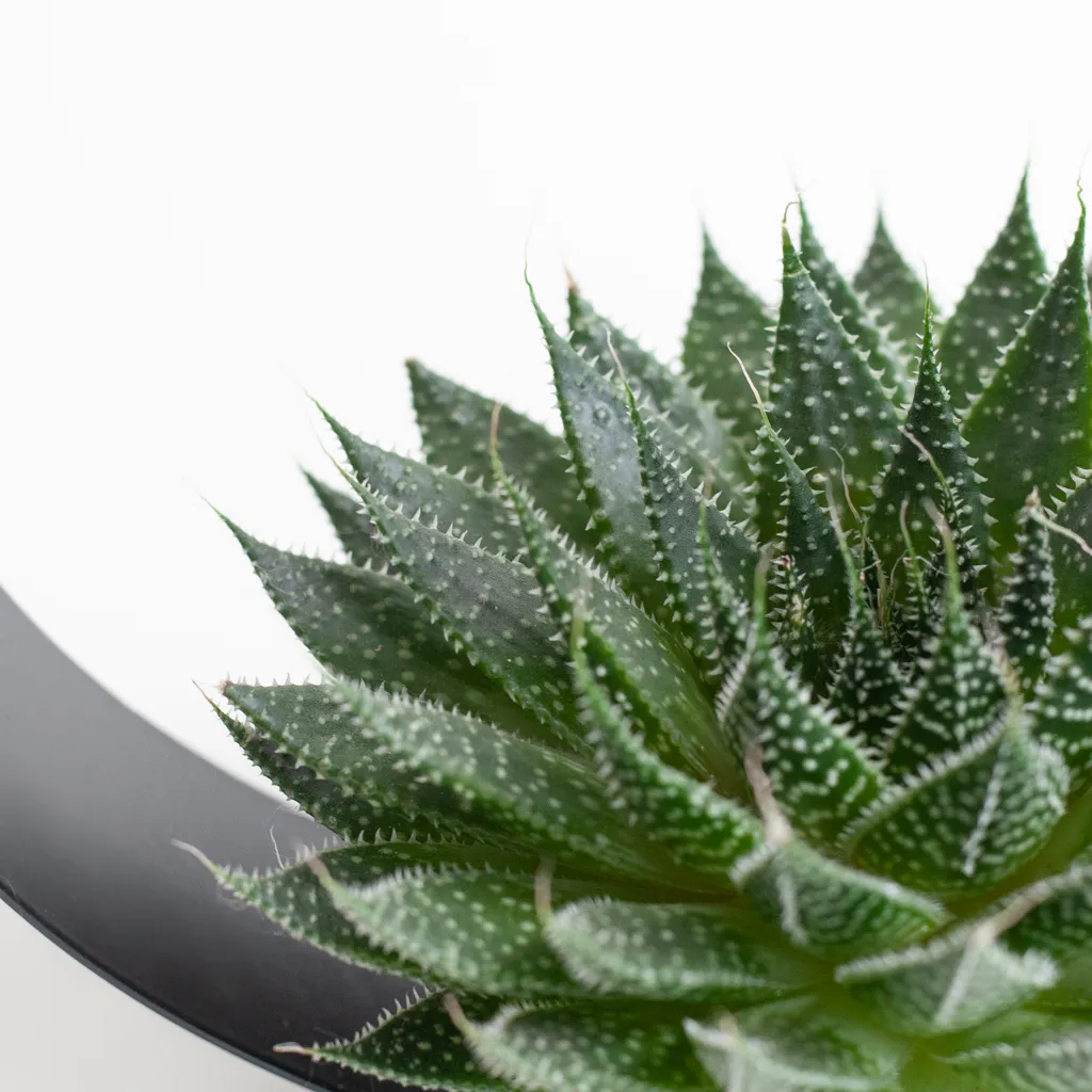 Rootless in circle holder black succulent-1-[1024]