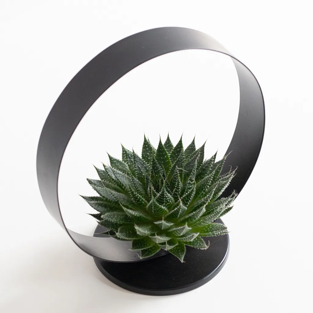Rootless in circle holder black succulent-3-[1024]