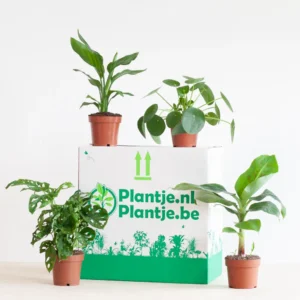Tropische plantenbox