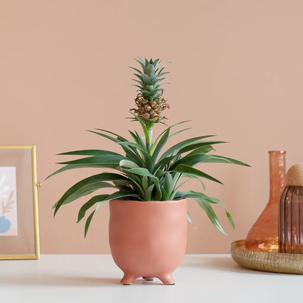 Ananasplant - Ananas Comosus - kopen? - Plantje.nl