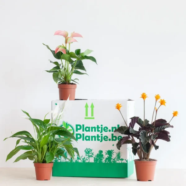 Bloeiende plantenbox