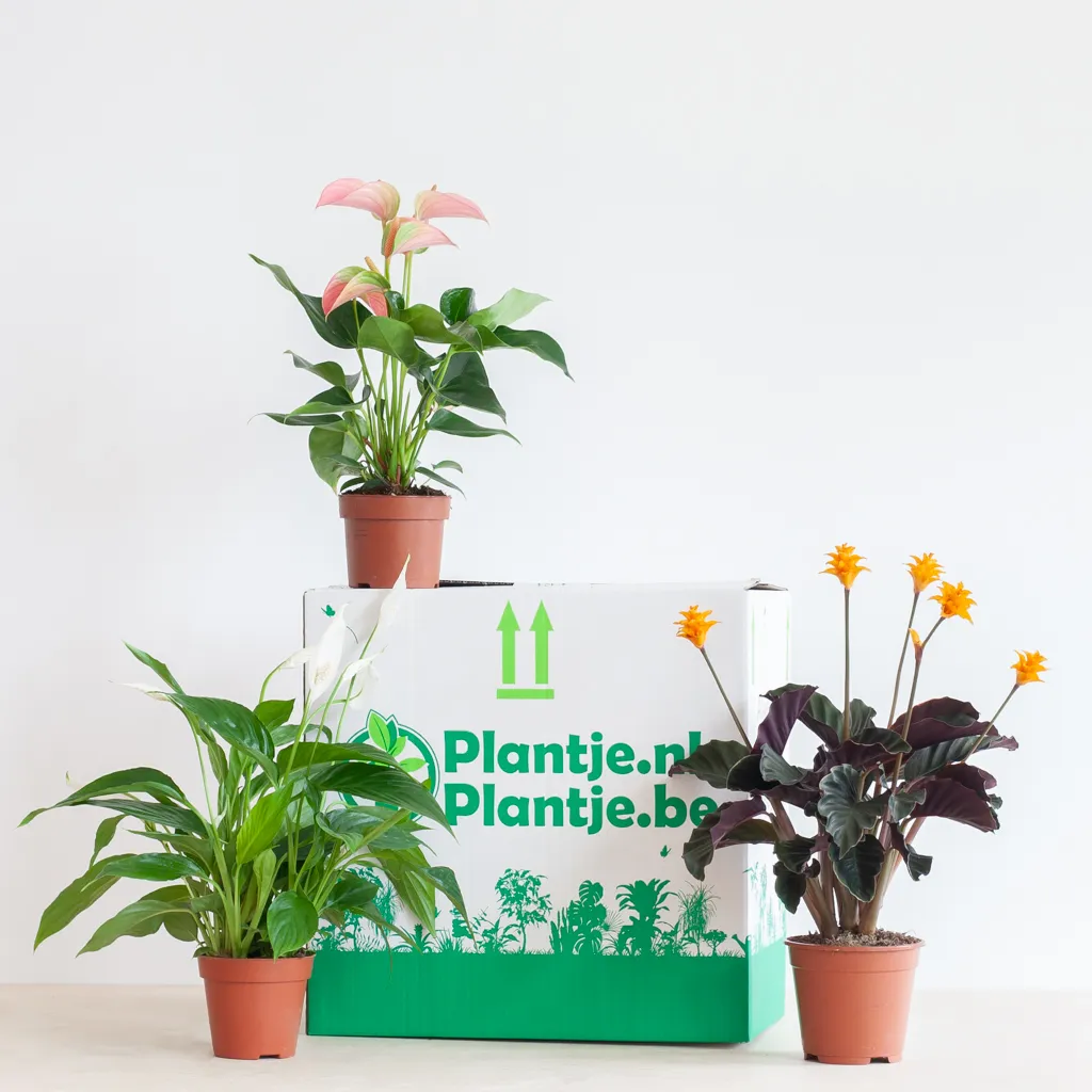 bloeiende plantenbox-[1024]