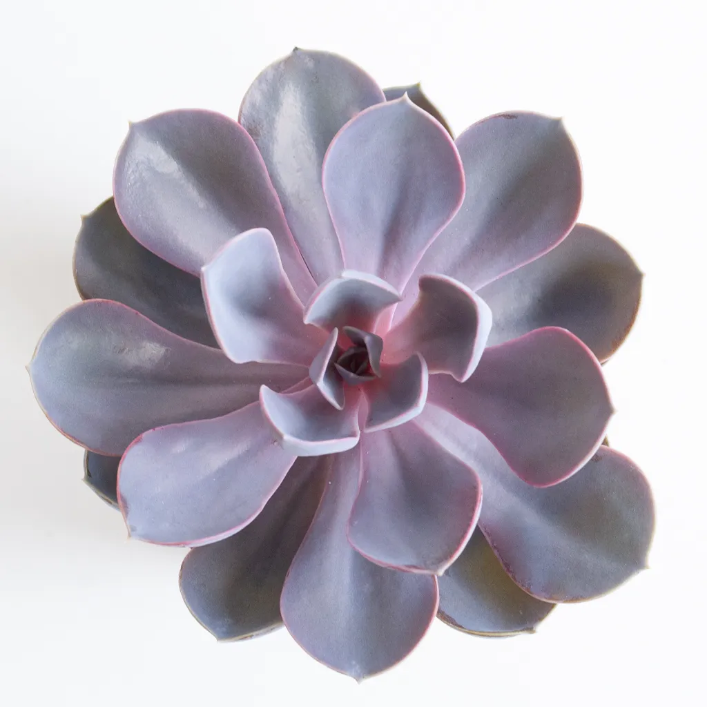 echeveria purple pearl p12-5-[1024]