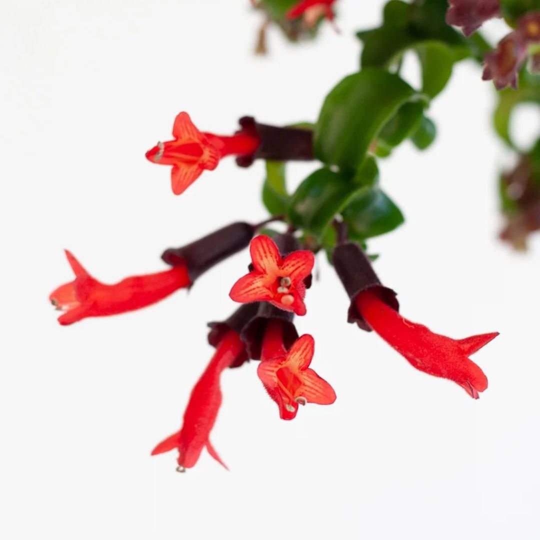 Lipstick plant bloei