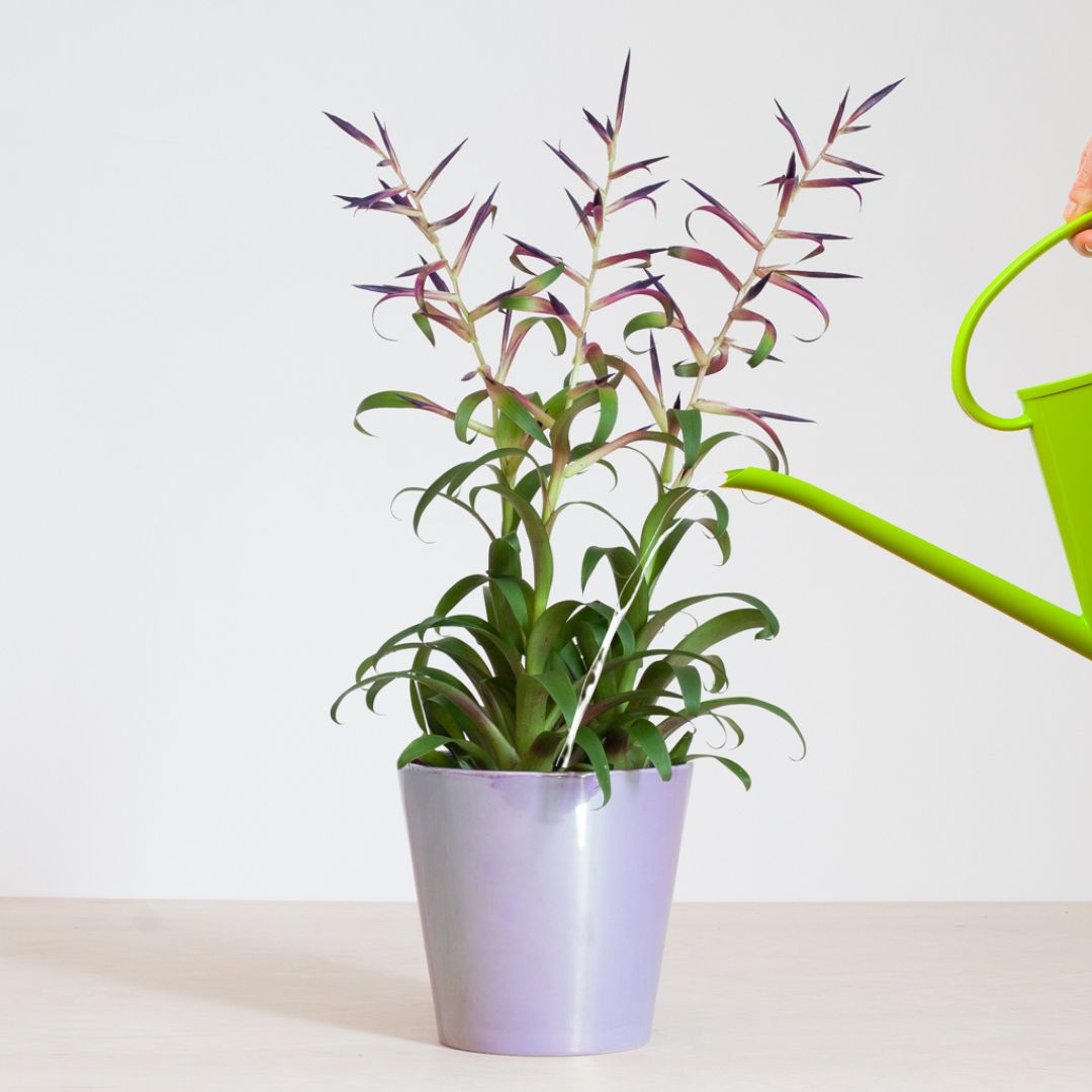 deze Opnemen natuurlijk Bromelia verzorging - Water geven, licht en meer - Plantje.nl