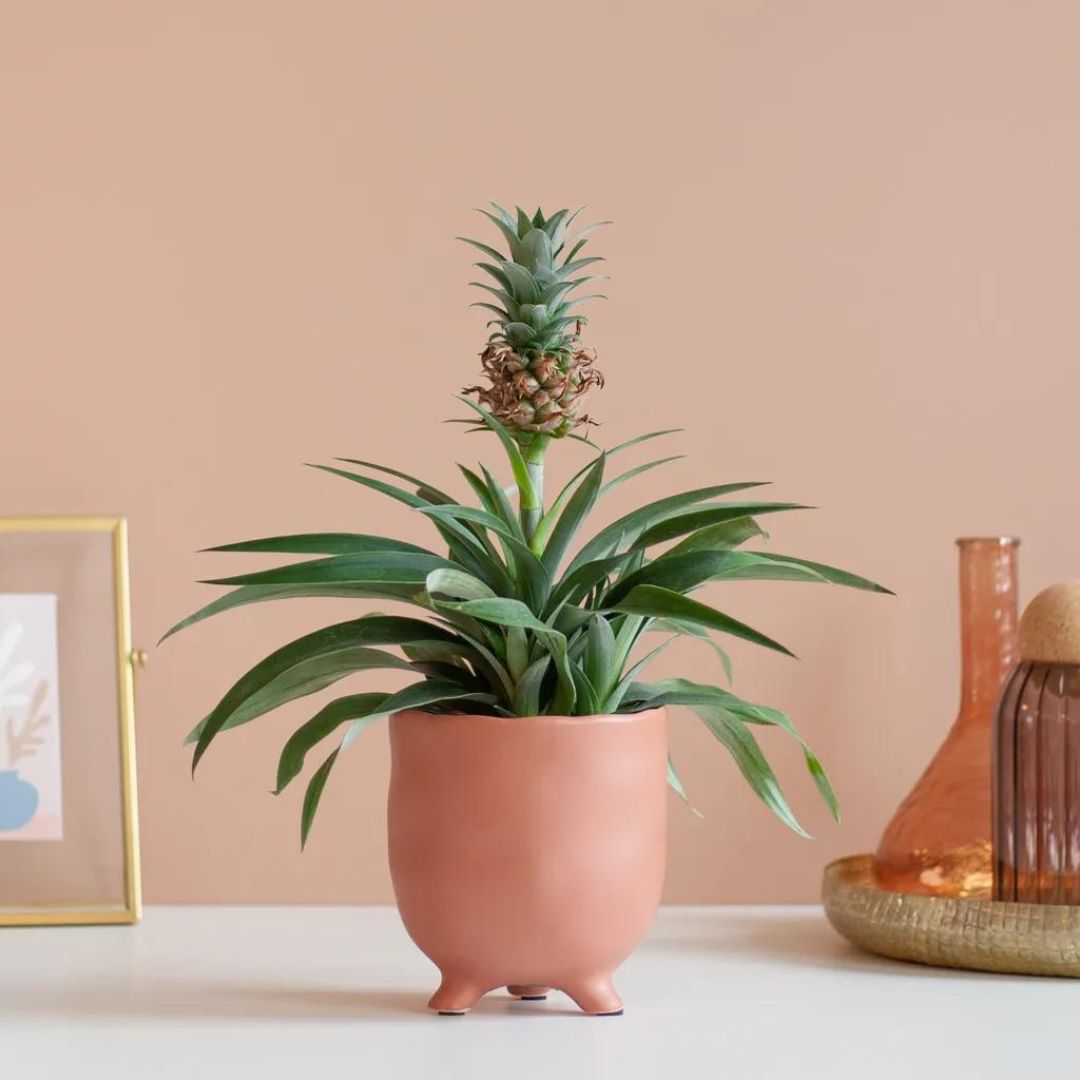 Bromelia verpotten