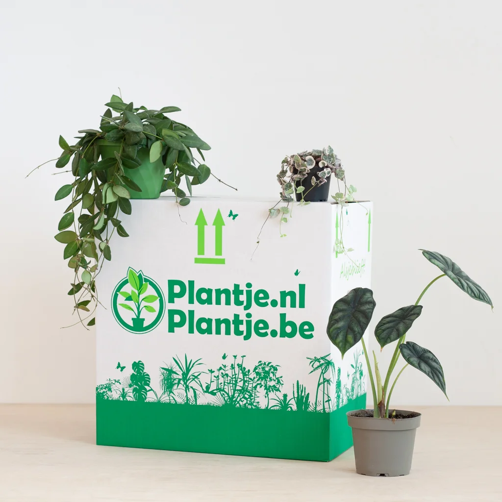 Bijzondere plantenbox