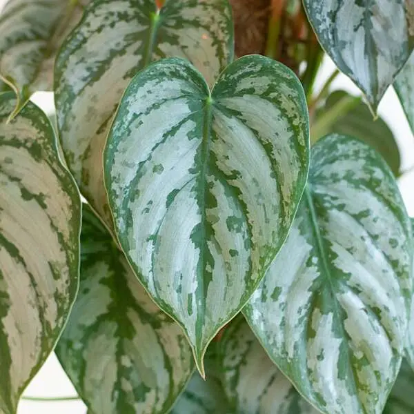 Philodendron Brandtianum blad
