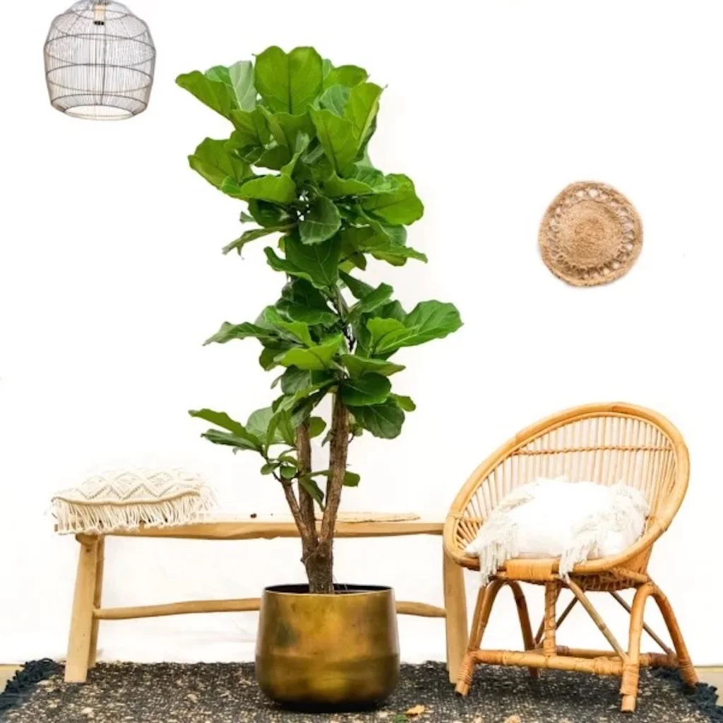 Ficus Lyrata Vertakt – P30