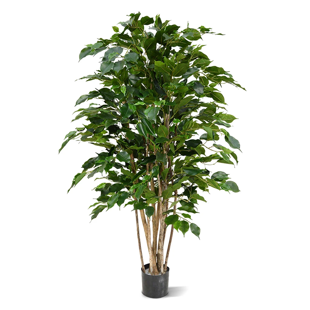 112312 Ficus Exotica Deluxe 125 cm groen