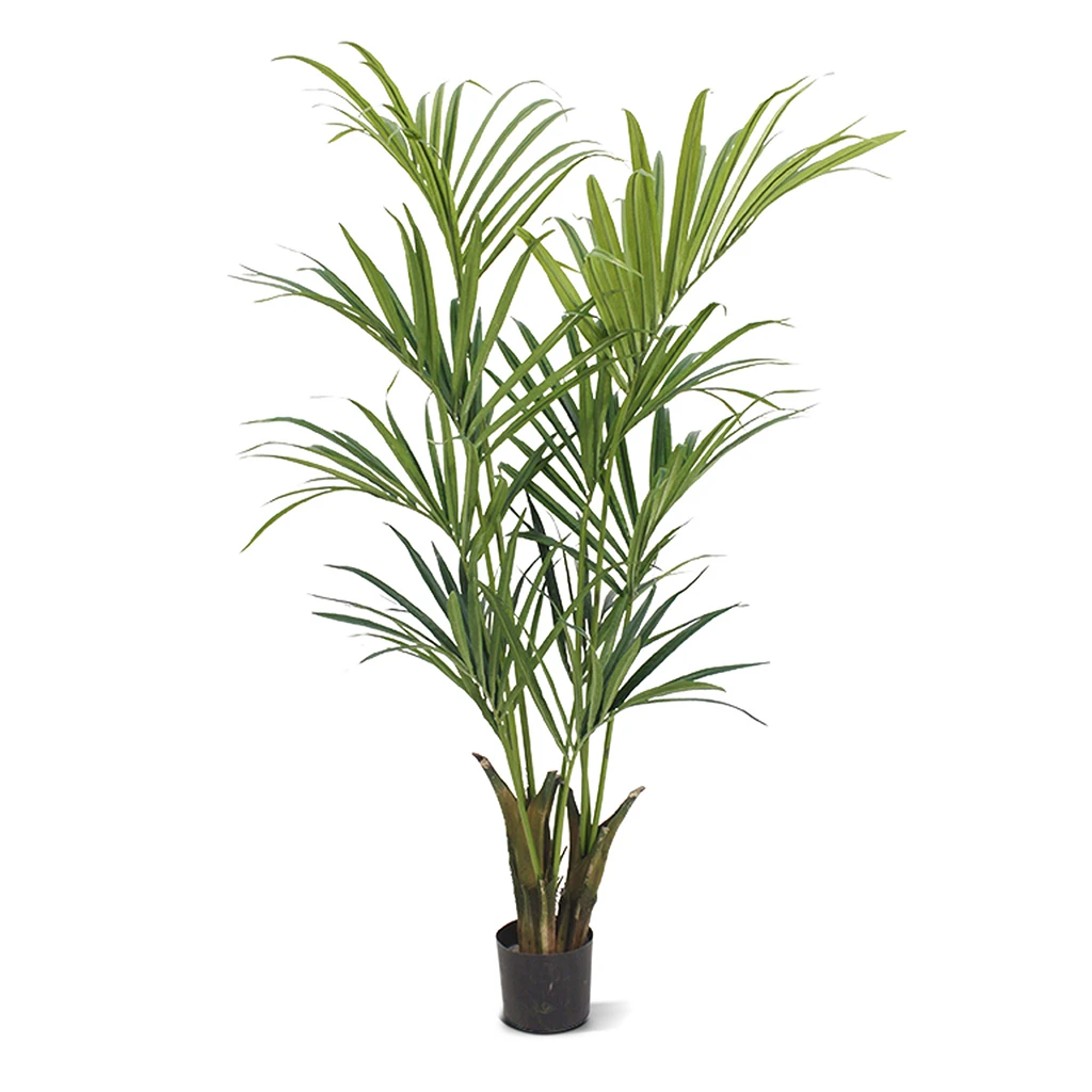 175015 Kentia palm 165 cm