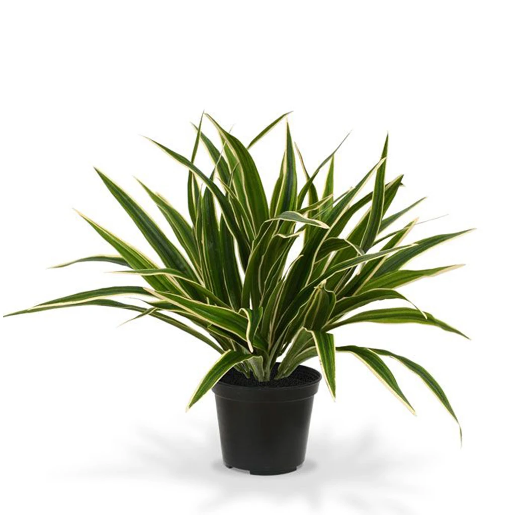Chlorophytum Graslelie 30 cm - Kunstplant