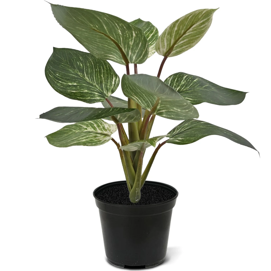 442003PP10 Philodendron Birkin 30cm in 10cm pot