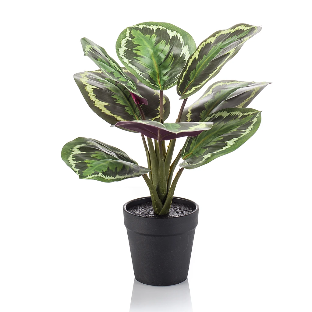 Calathea bush x8 tt green 30cm in black plastic pot d11cm