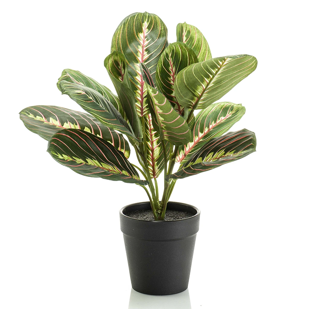 Maranta bush green 30cm in plastic pot 9cm