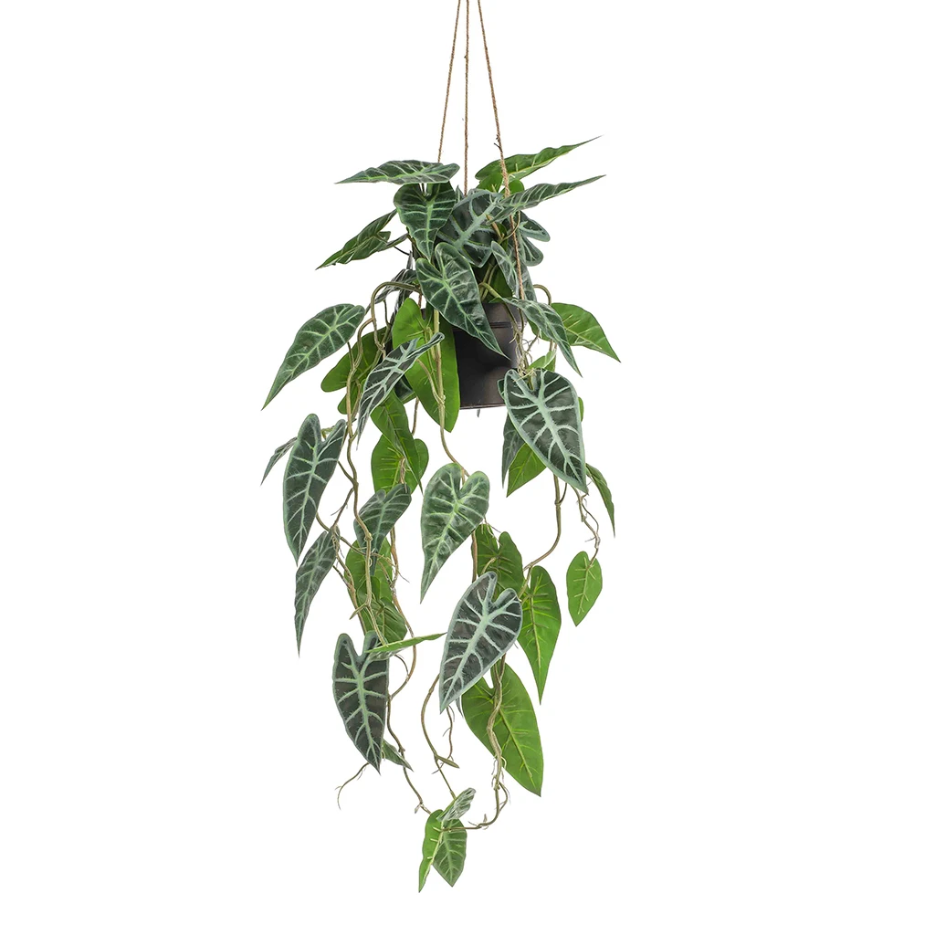Philodendron hanging in pot 80cm