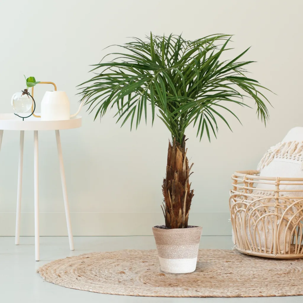 170112 Areca Palm in mand Lissabon 24cm
