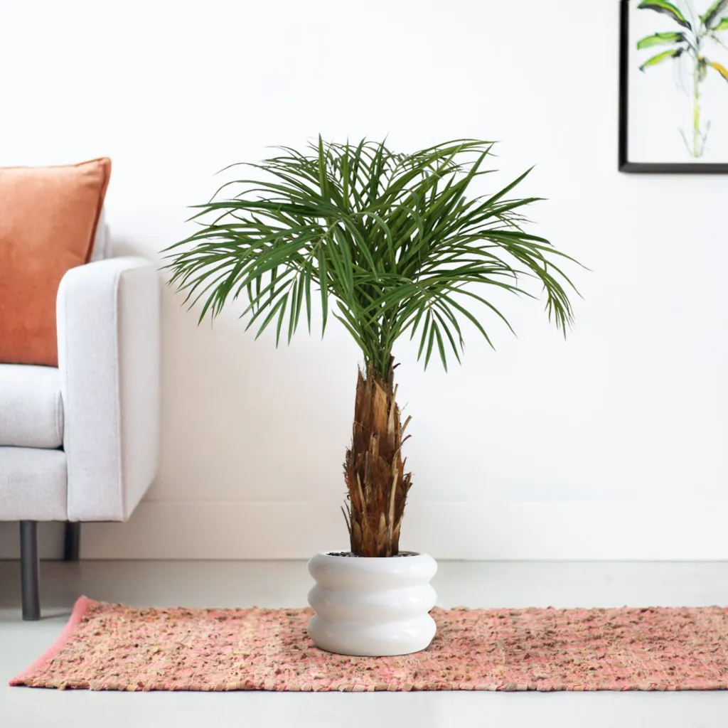 170112 Areca Palm in pot Barletta 30x22cm