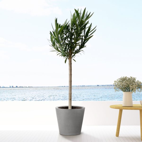 Nerium Oleander plant