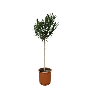 Nerium Oleander wit