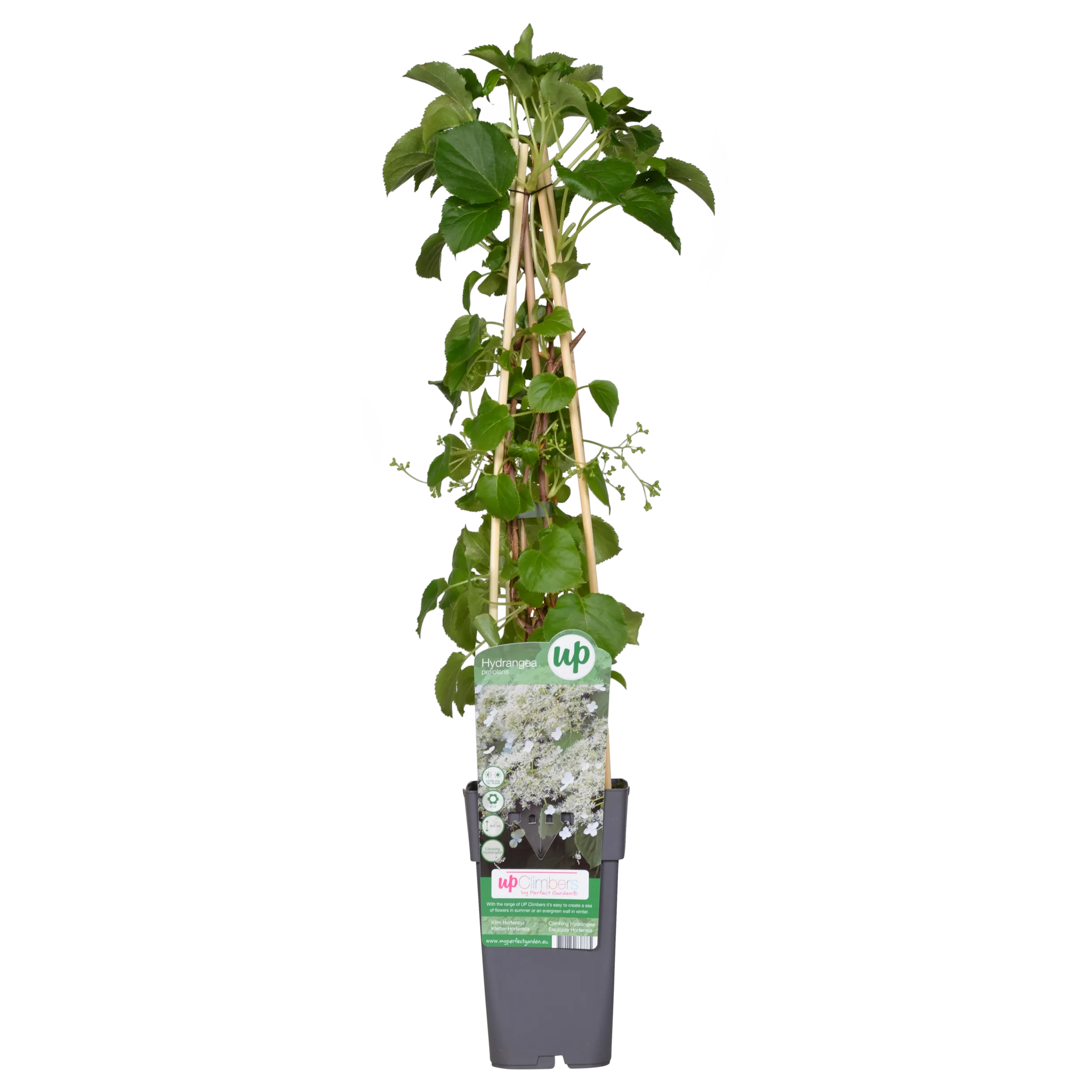 Hydrangea Petiolaris - Klimhortensia - P15