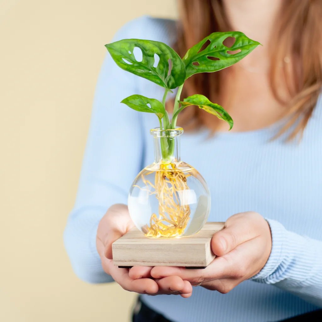 Monstera lichtplantje