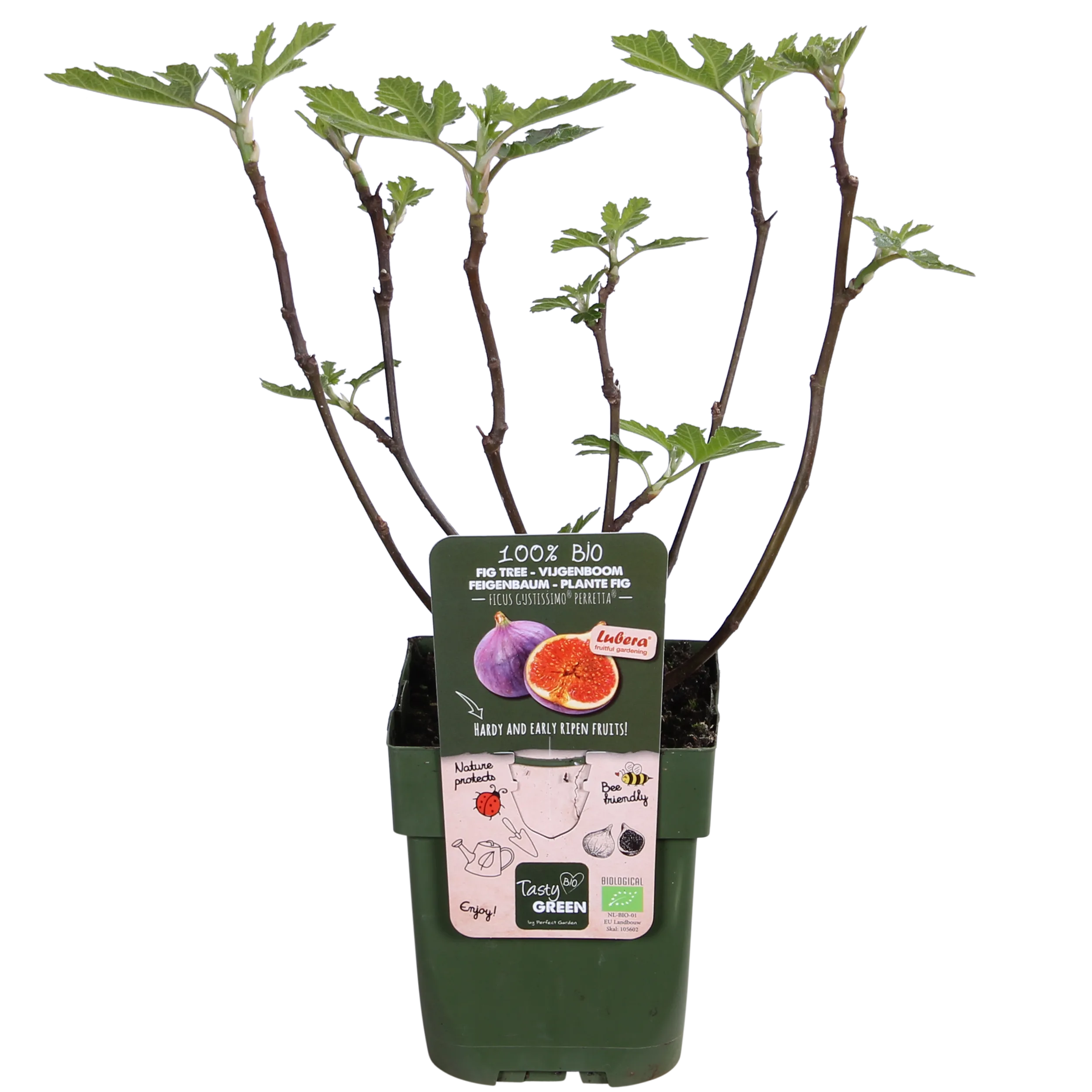 Ficus Gustissimo Perretta - Vijgenboompje Bio - P13