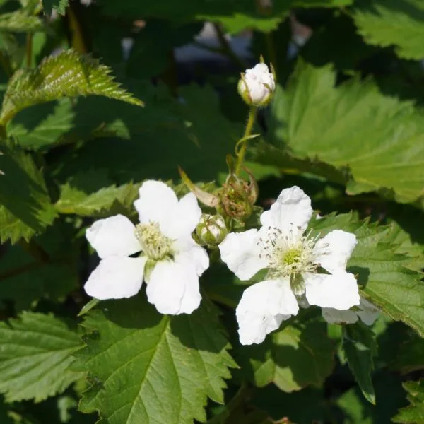 Rubus Navaho Summerlong - Bramenstruik