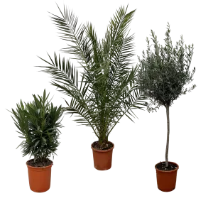 Mediterraanse planten