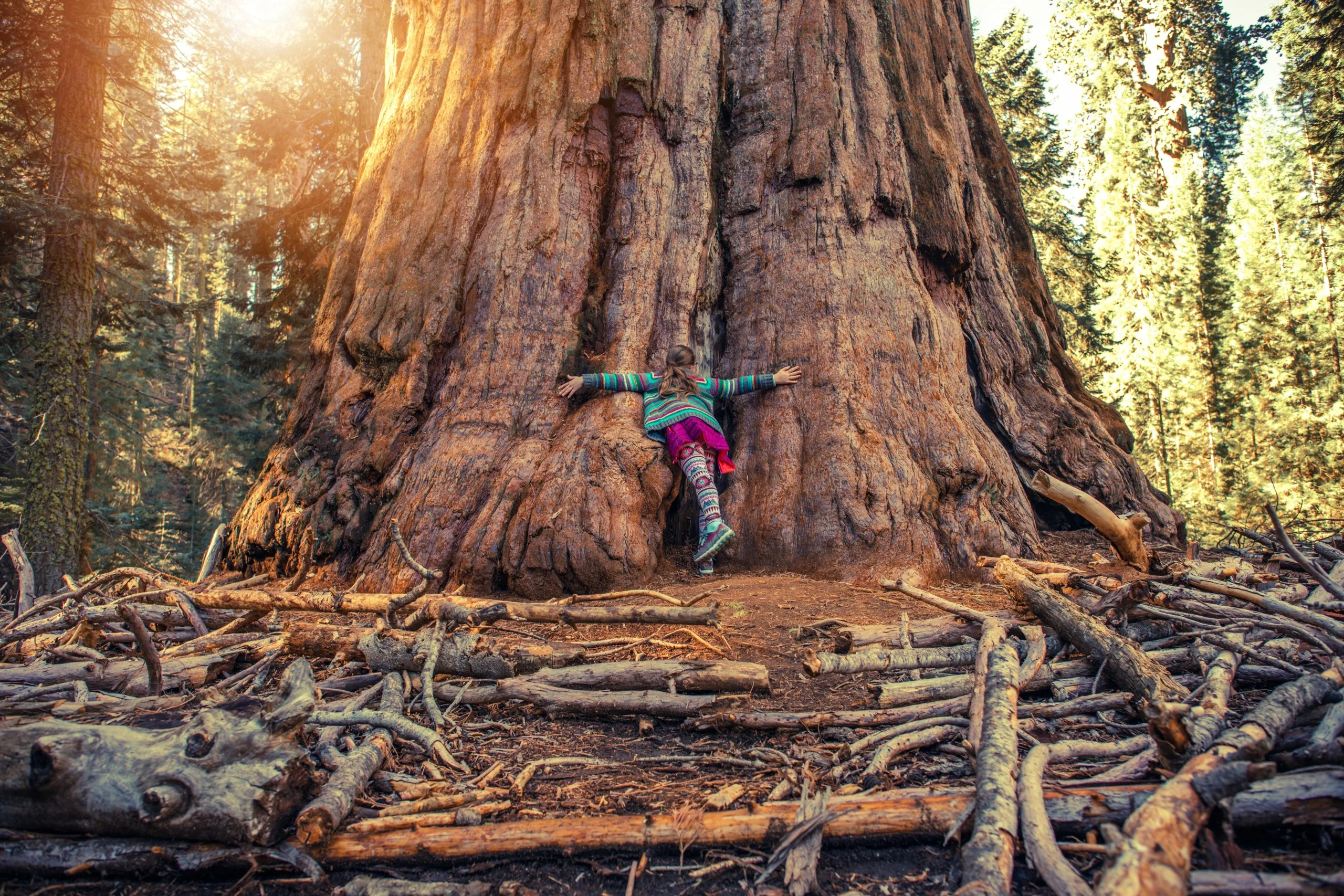 Hugging,Giant,Sequoia,Redwood,By,Teenage,Caucasian,Girl.,Exploring,Giant