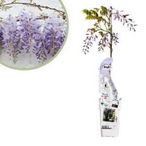 Blauwe regen Wisteria