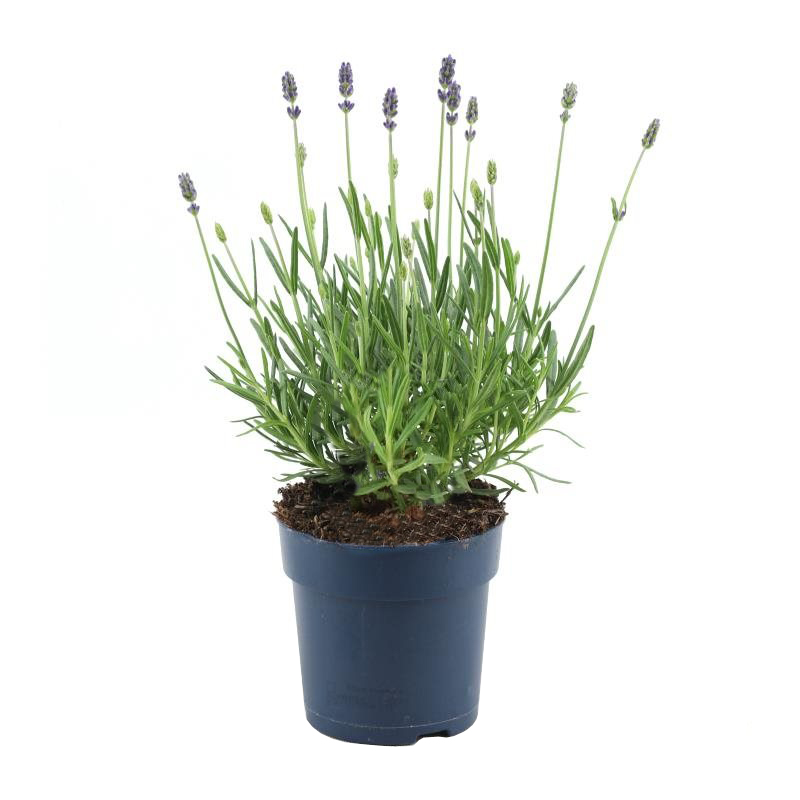 Lavendel plant lavandula