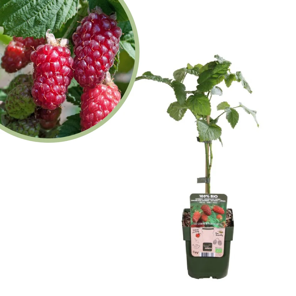 rubus-tayberry-hybride-fruitplant-p13