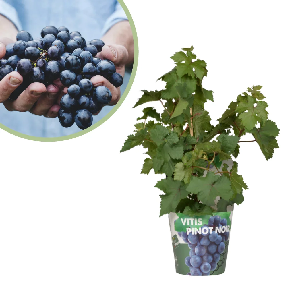 vitis-pixie-pinot-noir-druivenplant-p13
