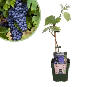 Blauwe druivenplant vitis