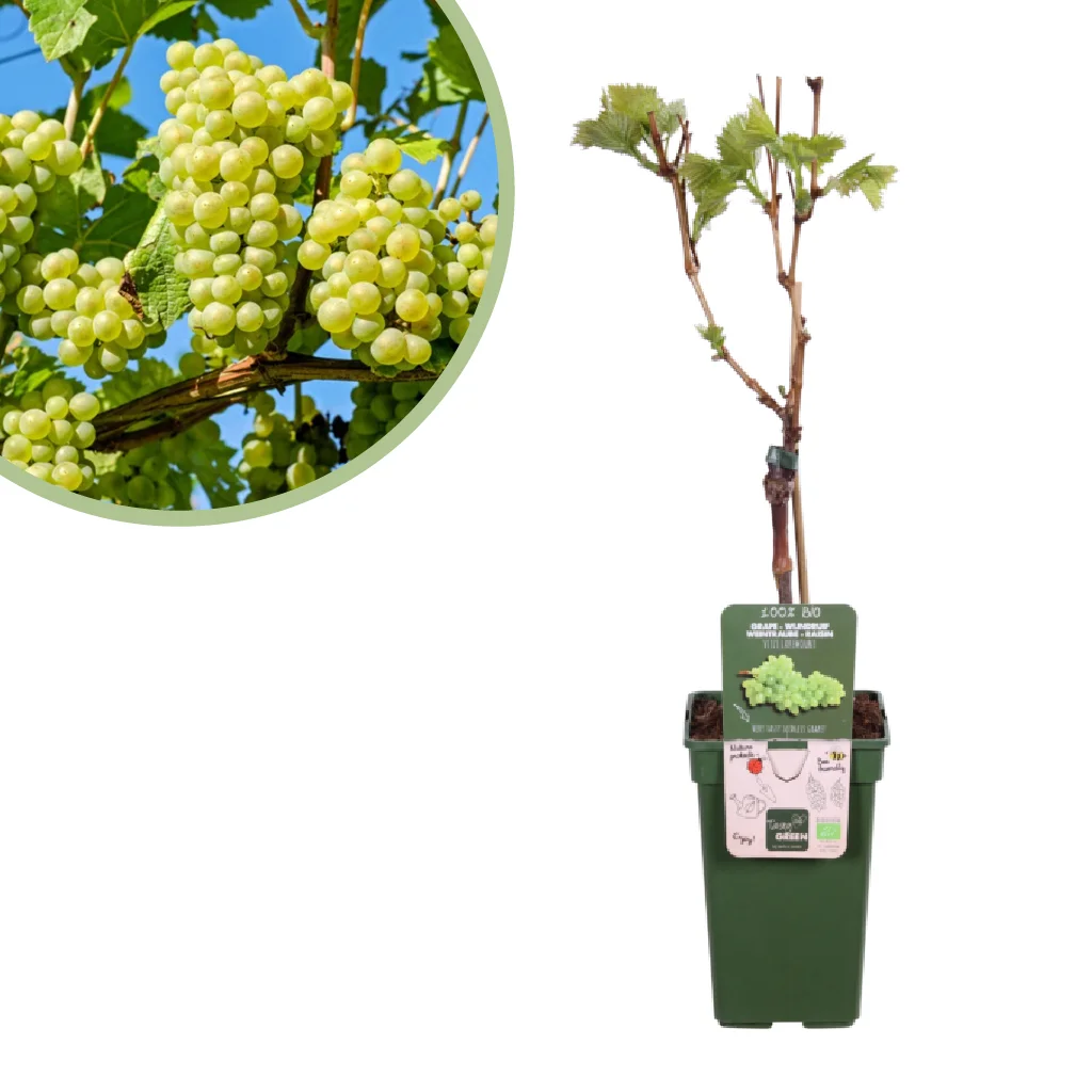 Vitis vinifera Lakemont (geent) - Witte Druivenplant - P19