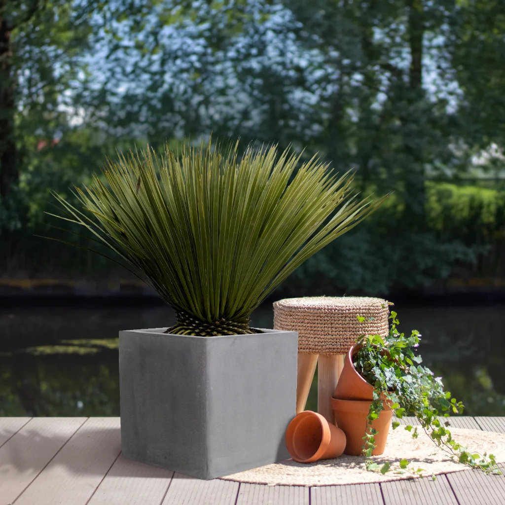 Yucca Rostrata tuinplant