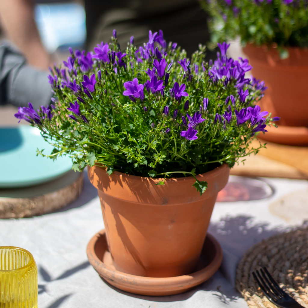 Campanula Poscharskyana ‘Stella’