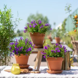 Campanula trio