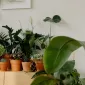 kamerplanten verzorging zomer