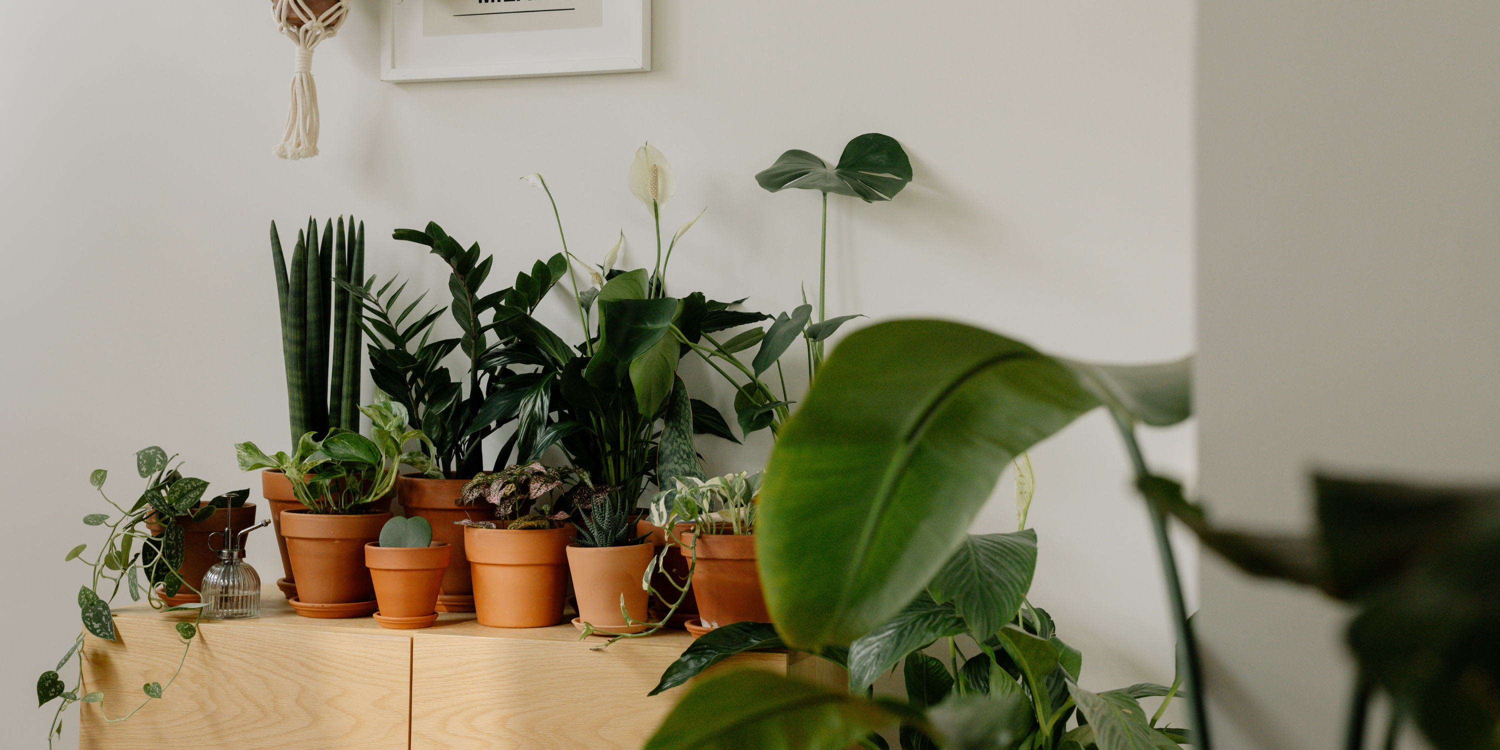 kamerplanten verzorging zomer